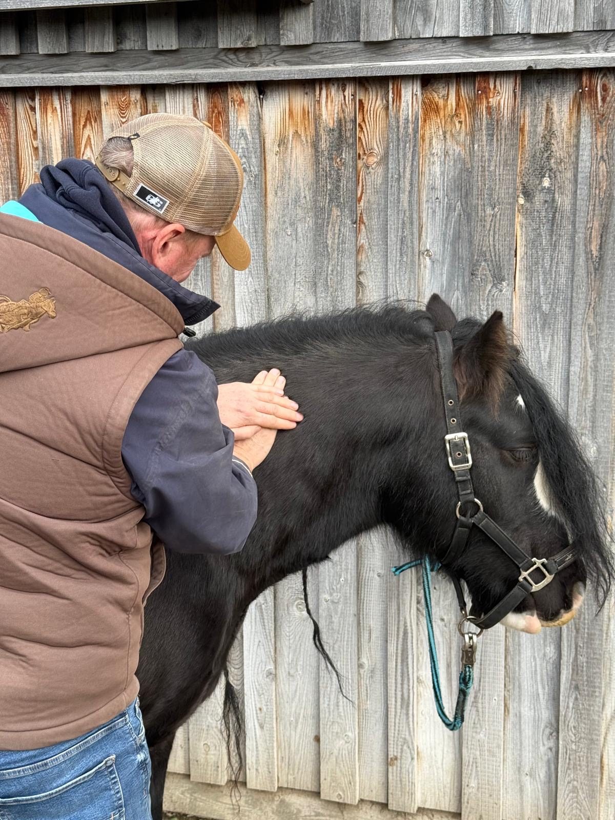 Manuelle Therapie Pferd